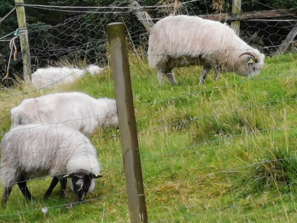 Runde Schafe
