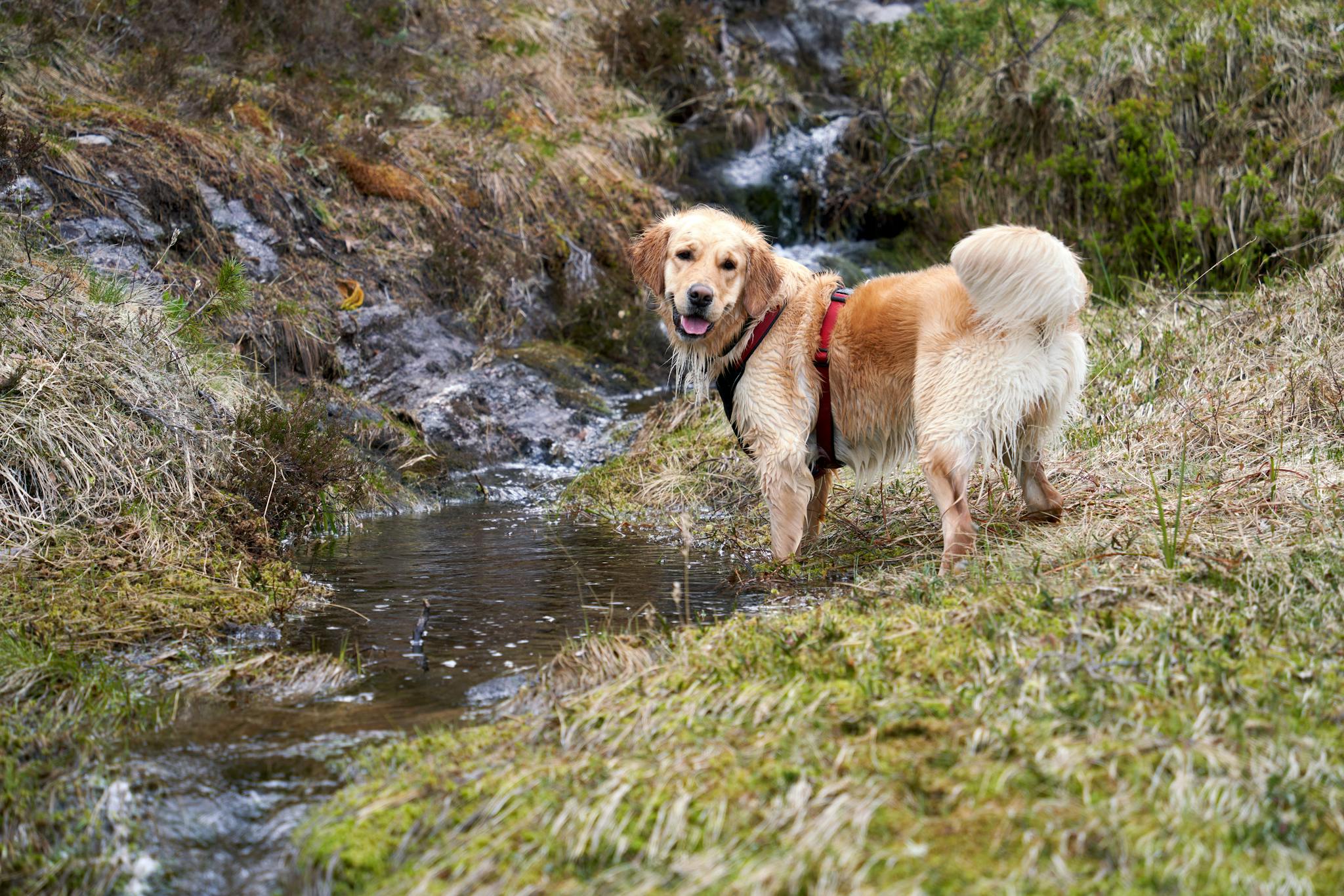 Golden Retriever in a harness exploring a creek in Sjøholt, Norway.