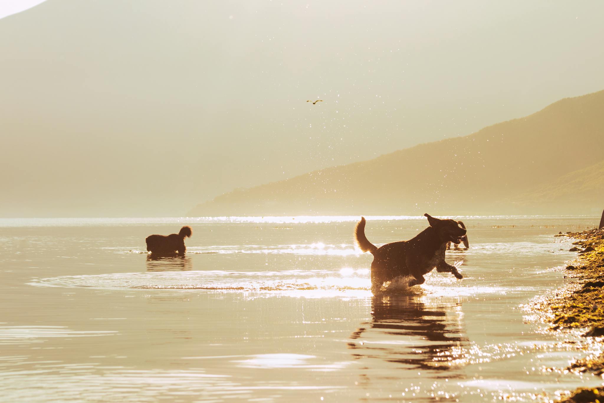 Two dogs joyfully playing in the water at Pogradec, Albania during sunset.