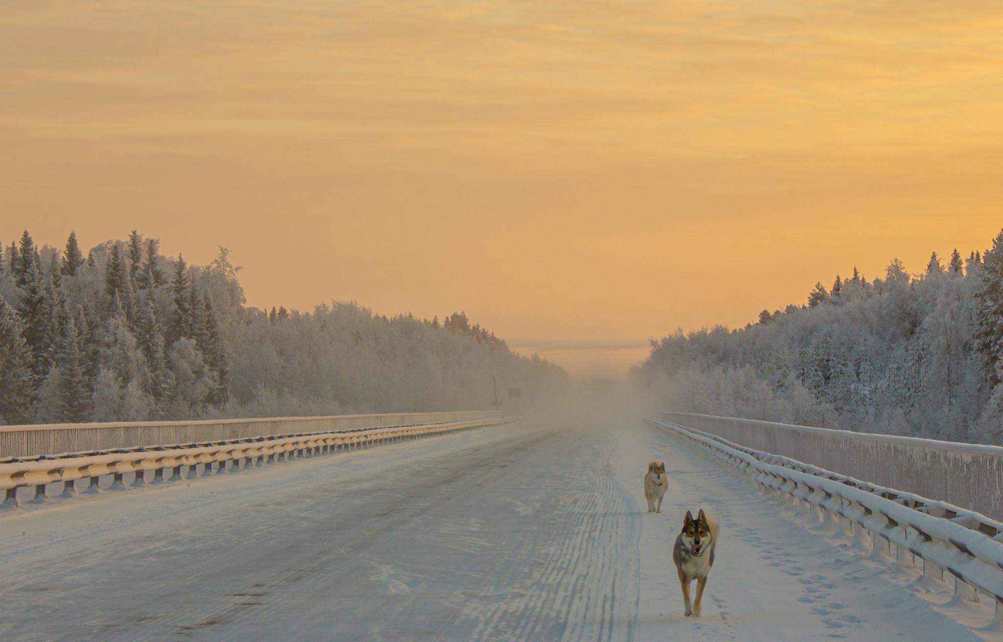 Two dogs running on a snowy road in the Komi Republic, Russia, during a beautiful sunrise.