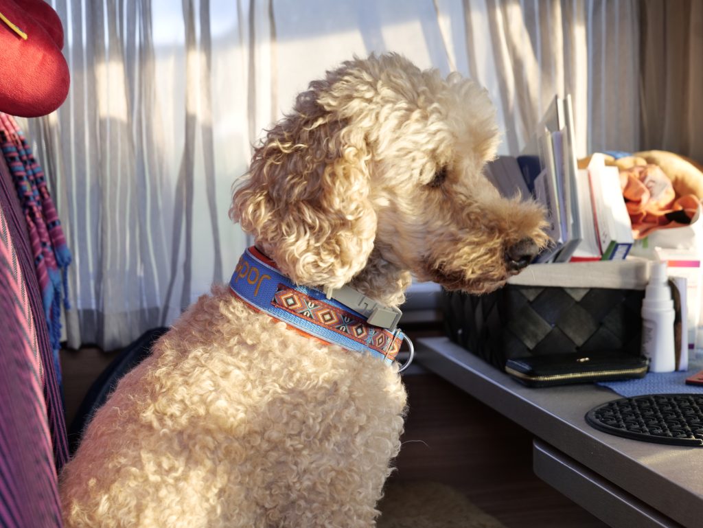 Jackson, the poodle